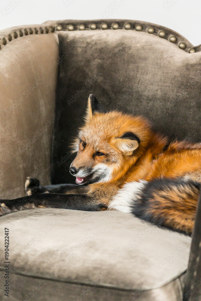 Fototapeta premium A playful red fox lounges on an elegant armchair, radiating charm in a cozy room