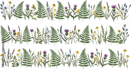 Foto Vector illustration set of horizontal wildflower borders featuring green ferns p