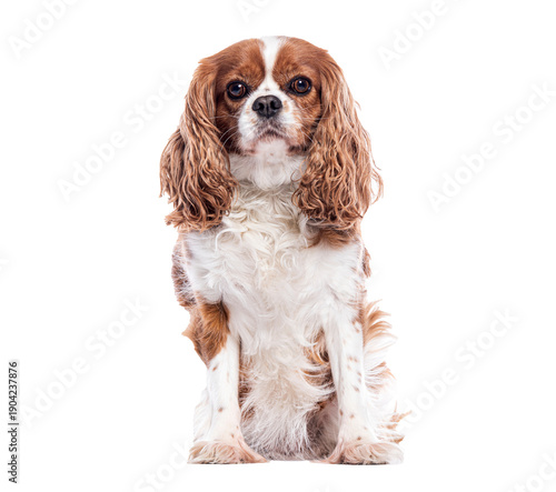 Photos Brown and white Cavalier King Charles spaniel sitting on white background, flowi