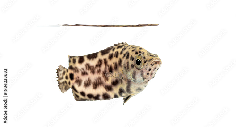 Obraz premium Spotted tropical aquarium fish swimming near water surface on white background, patterned body and rounded fins shown in clean studio tank photo
