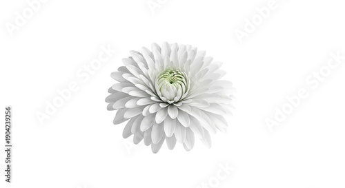 White Chrysanthemum Flower
