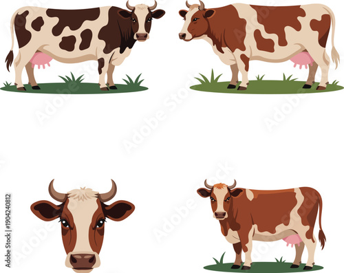 Set of Four Vector Illustrations of Dairy Cows with Brown and White Spots Standing in Grass, Including Head Profile and Full Body Views