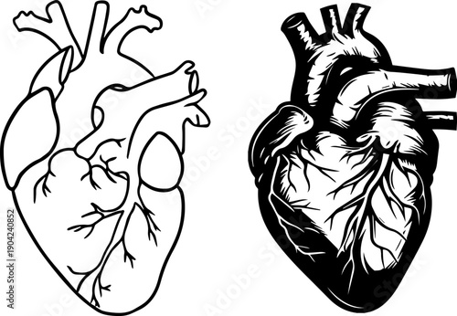 Human Heart Anatomy Illustration Vector