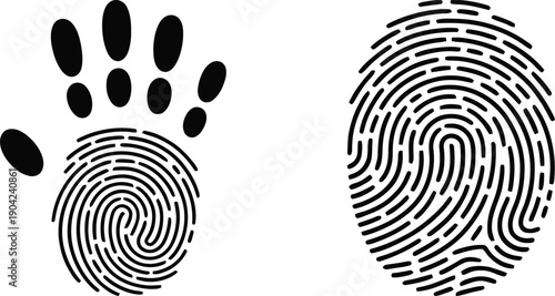 Comparison of Human Fingerprint and Animal Paw Print Swirls, Illustrating Biometric Security and Wildlife Traces Side by Side