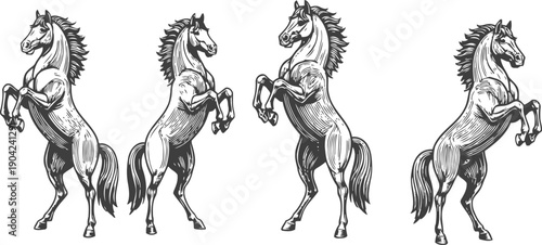 four rearing horses illustration in vintage engraving dynamic animal poses, detailed mane and muscular body