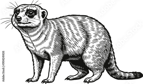 Hand drawn meerkat illustration standing, detailed black and white engraving animal sketch