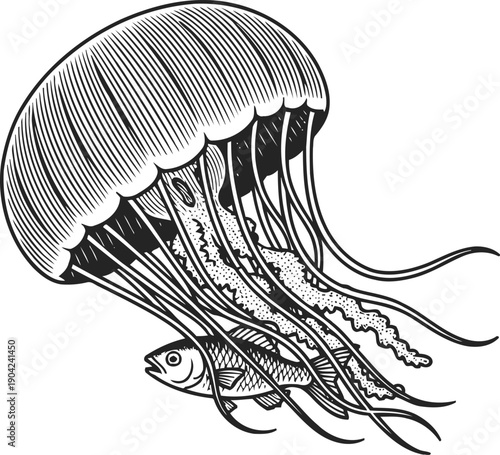 Jellyfish with long tentacles capturing fish underwater, marine life ocean creature illustration