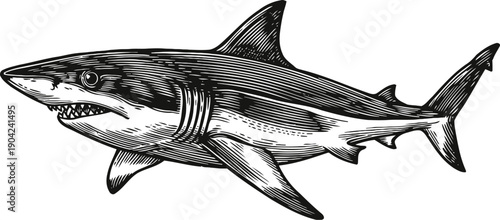 Detailed black and white illustration of a great white shark swimming in profile view