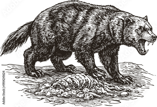 Ferocious wolverine growling near animal carcass in detailed black and white engraving illustration