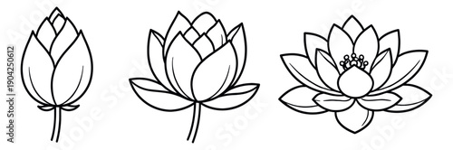 Hand drawn line art lotus flower set featuring different stages of blooming for spa and wellness designs