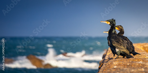 Cormorans du Rivage : guetteurs du tumulte marin
