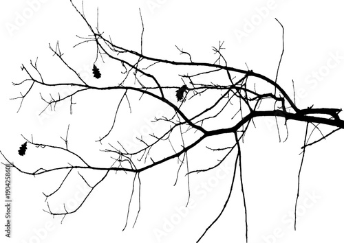 Vector illustration of natural oak tree branch with leaves	
