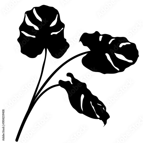  Monstera deliciosa leaves plant silhouette 