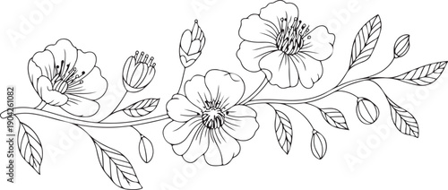 Sketch Floral Botany Collection. flower drawings. Black and white with line art on white backgrounds. Hand Drawn Botanical Illustrations.Vector