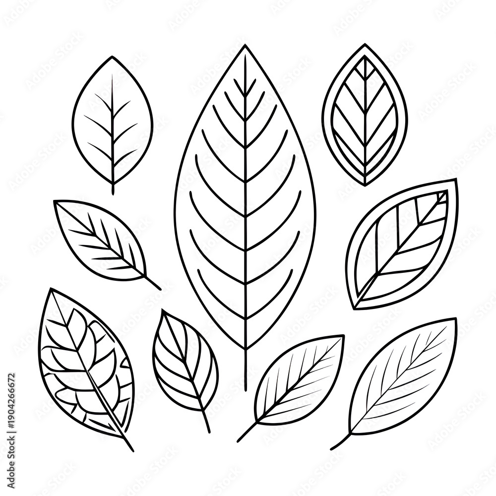 Fototapeta premium set of leaf ,outline white background