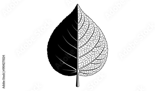 Minimal split leaf black and white nature icon vector