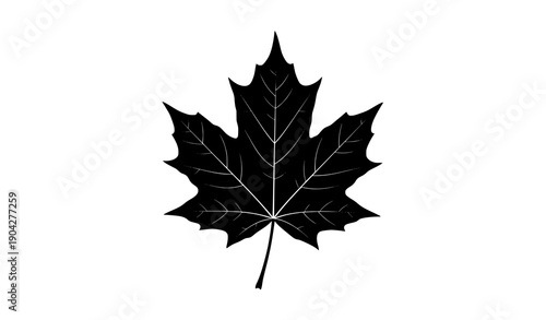 Maple leaf silhouette with white vein details vector illustration