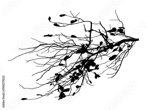  Vector illustration of natural oak tree branch with leaves