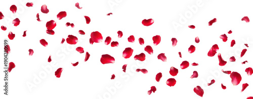 Red rose petals falling isolated on a transparent background