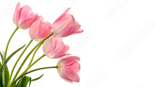 Pink tulips stand together with green stems isolated on transparent background