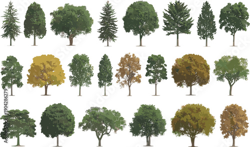 Collection of realistic trees with different shapes and seasonal foliage, deciduous and evergreen species, nature elements isolated on white background