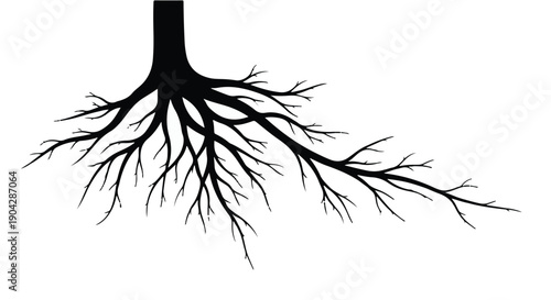 Intricate tree roots spreading outwards against a clean white background, symbolizing growth and connection.