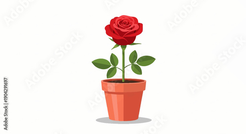 A single red rose in a terra cotta pot with green leaves, isolated
