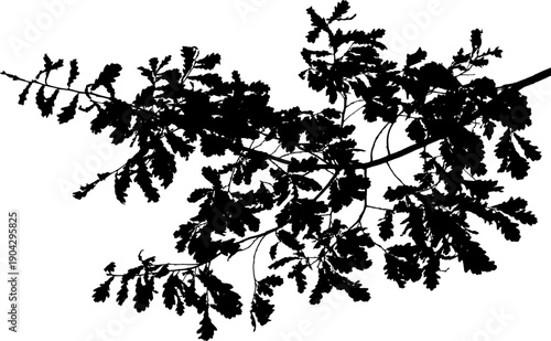  Vector illustration of natural oak tree branch with leaves