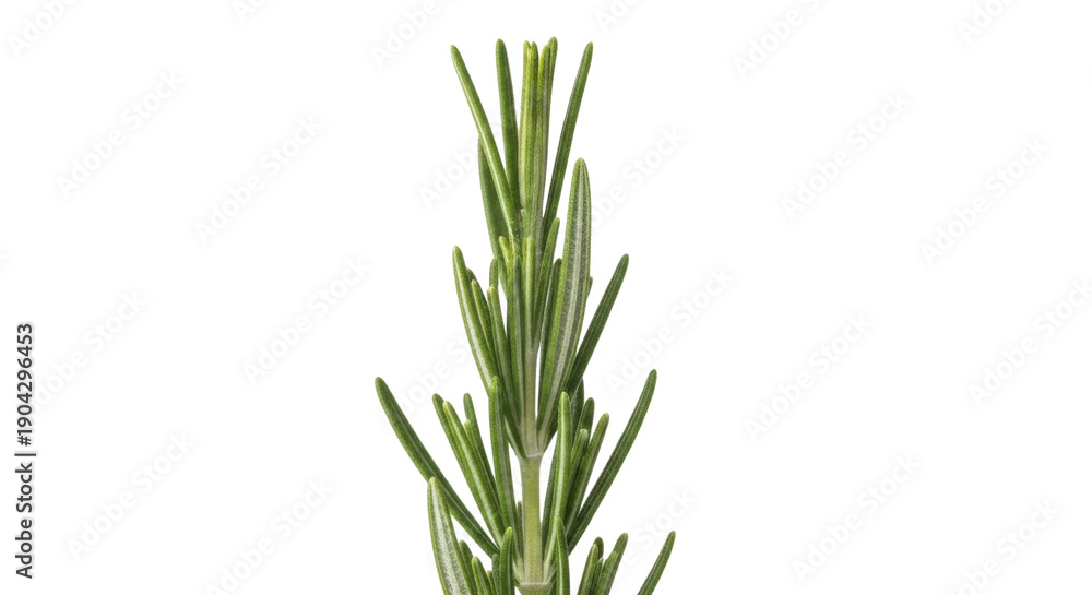 Obraz premium 白背景に若い松の苗木の上部クローズアップ写真 針葉の緑 テキストスペース付き for バナーやポスター