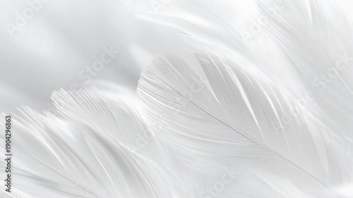 白い羽根が重なり合い柔らかな空気感を演出する抽象的背景ビジュアル