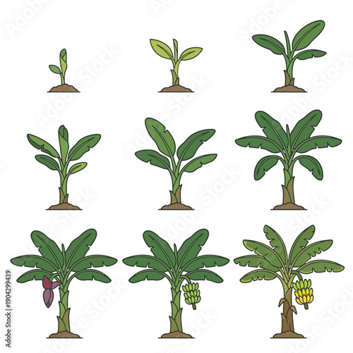 Banana Plant Growth Stages Flat Vector Illustration Set