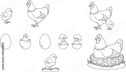 Chicken Life Cycle Line Illustration Set with Hen Chick Eggs Nest and Hatching Stages for Farm Education and Coloring Designs