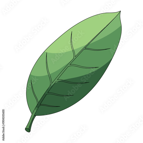 A single green leaf with visible veins and stem.