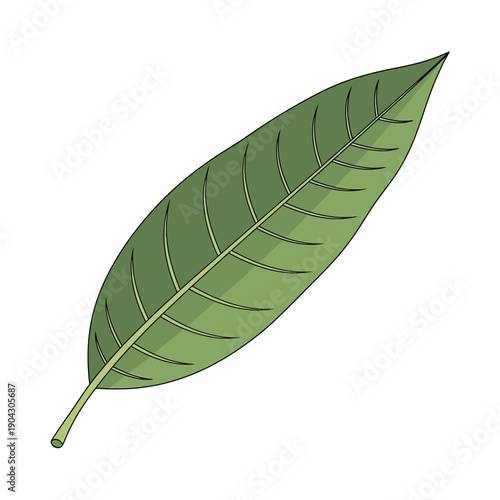 A single green mango leaf with visible veins and a pointed tip.