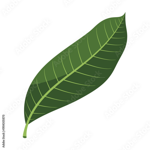 Vibrant Green Mango Leaf Isolated on White Background.