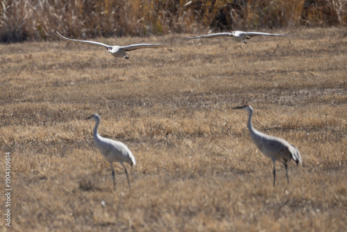 A scenic view of Sandhill Cranes at The Bosque del Apache National Wildlife Refuge in New Mexico