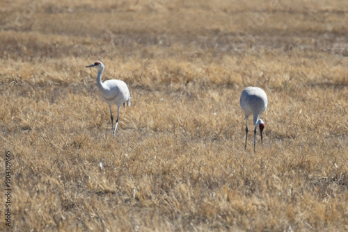 A scenic view of Sandhill Cranes at The Bosque del Apache National Wildlife Refuge in New Mexico