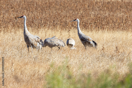 A scenic view of Sandhill Cranes at The Bosque del Apache National Wildlife Refuge in New Mexico