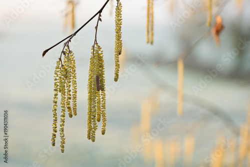 Tableau sur toile Longs chatons jaunes d'un noisetier commun (Corylus avellana), sur fond bleu cla