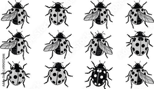 Black and white ladybug insect illustration set, detailed beetle silhouettes isolated on white background, seamless wildlife pattern elements, nature icon collection, hand drawn style graphic