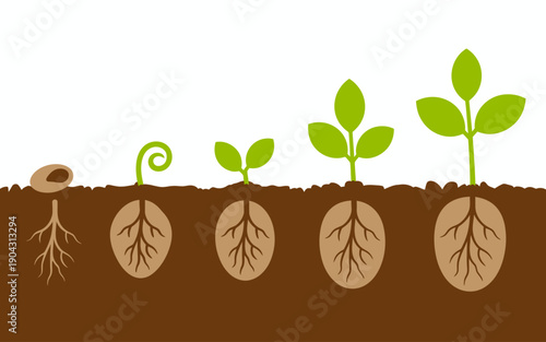 Seed germination and plant growth stages with roots in brown soil and white background