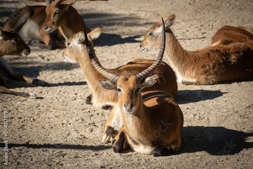 Photography Lechwe  antelope laying in sand
