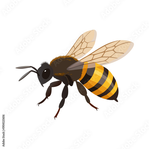 A macro close-up illustration of a yellow and black honey bee insect with delicate wings and antennae flying near a flower isolated on a white background