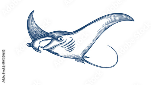 Vintage hand-drawn sketch of a graceful manta ray swimming in the ocean, depicted in a classic blue ink engraving line art style.