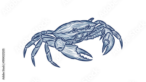 Vintage hand-drawn sketch of a marine crab in a classic blue ink engraving style, perfect for a seafood menu or nautical decor.