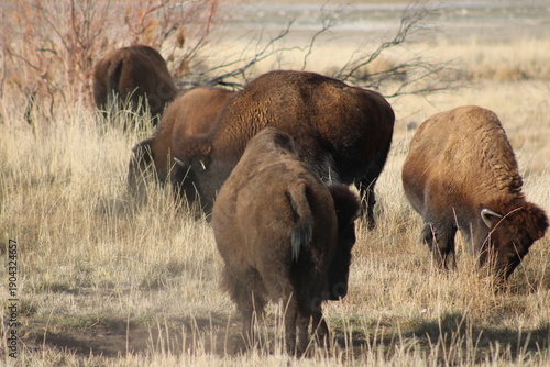 Photography American Bison Herd Grazing Prairie Grassland