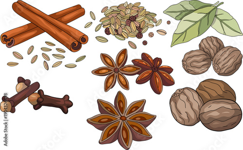 Whole spices illustration set cinnamon sticks star anise cloves nutmeg bay leaves fennel seeds aromatic cooking ingredients botanical vector isolated white background design collection