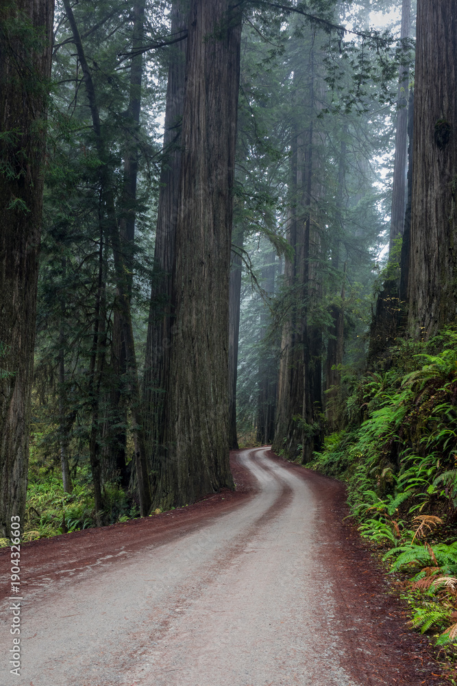 Obraz premium Misty Redwood Forest Road Curving Through Giant Trees Along a Qu