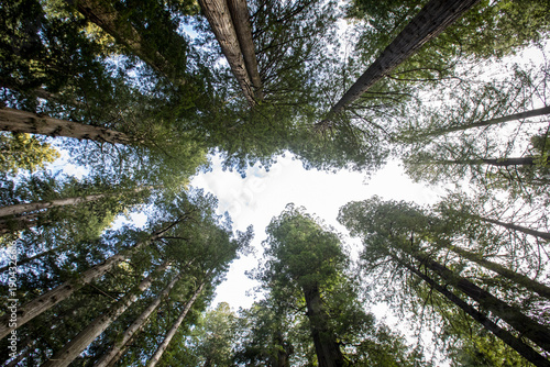 Looking Up Through a Towering Forest Canopy to a Bright Sky Abov