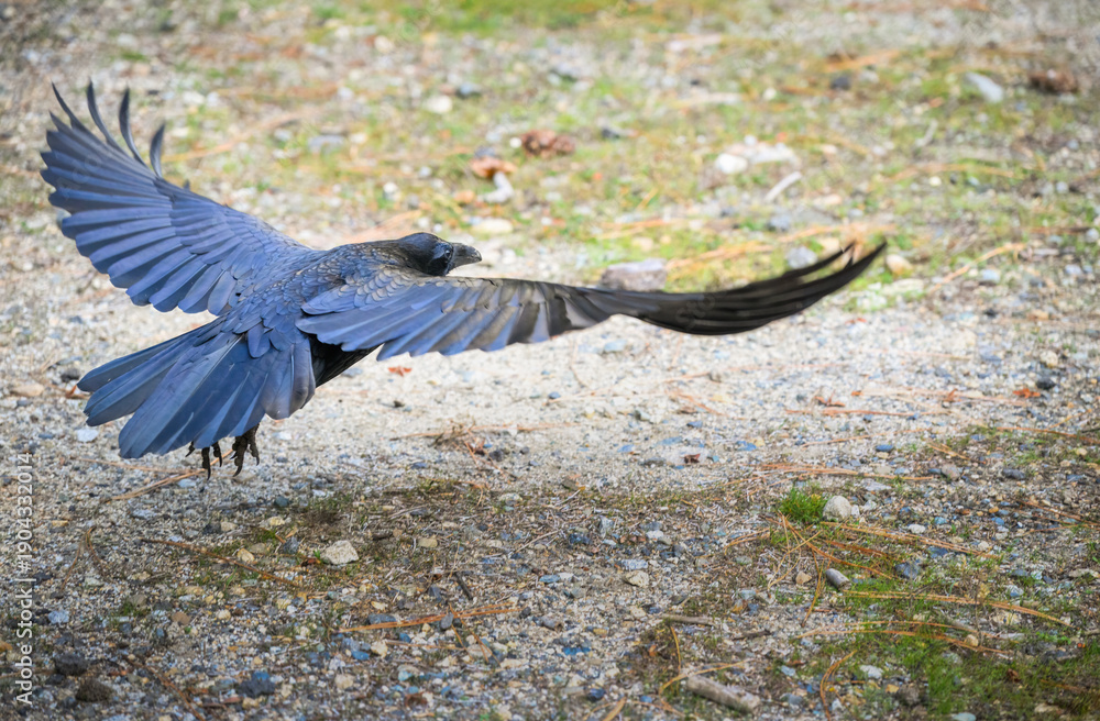Fototapeta premium Common Raven bird (Corvus corax) taking off. Yosemite National Park. California. USA.
